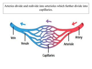 Arteries divide and redivide into arterioles which further divide into
capillaries.
 