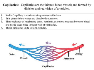 Capillaries : Capillaries are the thinnest blood vessels and formed by
division and redivision of arterioles.
1. Wall of capillary is made up of squamous epithelium.
2. It is permeable to water and dissolved substances.
3. Thus exchange of respiratory gases, nutrients, excretory products between blood
and tissue takes place through wall of capillaries.
4. These capillaries unite to form venules.
 