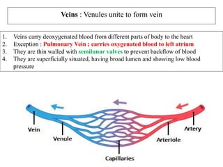 Veins : Venules unite to form vein
1. Veins carry deoxygenated blood from different parts of body to the heart
2. Exception : Pulmonary Vein ; carries oxygenated blood to left atrium
3. They are thin walled with semilunar valves to prevent backflow of blood
4. They are superficially situated, having broad lumen and showing low blood
pressure
 