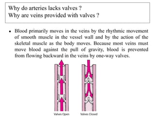 Why do arteries lacks valves ?
Why are veins provided with valves ?
● Blood primarily moves in the veins by the rhythmic movement
of smooth muscle in the vessel wall and by the action of the
skeletal muscle as the body moves. Because most veins must
move blood against the pull of gravity, blood is prevented
from flowing backward in the veins by one-way valves.
 