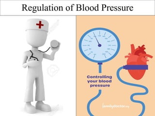 Regulation of Blood Pressure
 