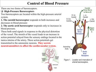 Control of Blood Pressure
There are two forms of baroreceptors.
 High-Pressure Baroreceptors
Two baroreceptors are located within the high-pressure arterial
system.
1. The carotid baroreceptor responds to both increases and
decreases in blood pressure
2. The aortic arch baroreceptor responds only to increases in
blood pressure.
These both send signals in response to the physical distortion
of the vessel. The stretch of the vessel leads to an increase in
action potential relayed from the sensory endings located in the
tunica interna of the artery. These action potentials get
transmitted to the autonomic neurons. They secrete
neurotransmitters to affect the cardiovascular system.
 