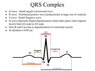 QRS Complex
● Q wave : Small negative downward wave
● R wave : Prominent positive wave produced due to large size of ventricle
● S wave : Small Negative wave
● Q wave represents Septal depolarization which takes place when impulse
travels from SA node to AV node
● Here R and S are due to depolarization of ventricular muscle
● Its duration is 0.08 sec.
 