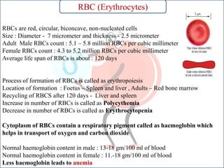 RBCs are red, circular, biconcave, non-nucleated cells
Size : Diameter - 7 micrometer and thickness - 2.5 micrometer
Adult Male RBCs count : 5.1 – 5.8 million RBCs per cubic millimeter
Female RBCs count : 4.3 to 5.2 million RBCs per cubic millimeter
Average life span of RBCs is about : 120 days
Process of formation of RBCs is called as erythropoiesis
Location of formation : Foetus – Spleen and liver , Adults – Red bone marrow
Recycling of RBCS after 120 days - Liver and spleen
Increase in number of RBCs is called as Polycythemia
Decrease in number of RBCs is called as Erythrocytopenia
Cytoplasm of RBCs contain a respiratory pigment called as haemoglobin which
helps in transport of oxygen and carbon dioxide
Normal haemoglobin content in male : 13-18 gm/100 ml of blood
Normal haemoglobin content in female : 11.-18 gm/100 ml of blood
Less haemoglobin leads to anemia
RBC (Erythrocytes)
 