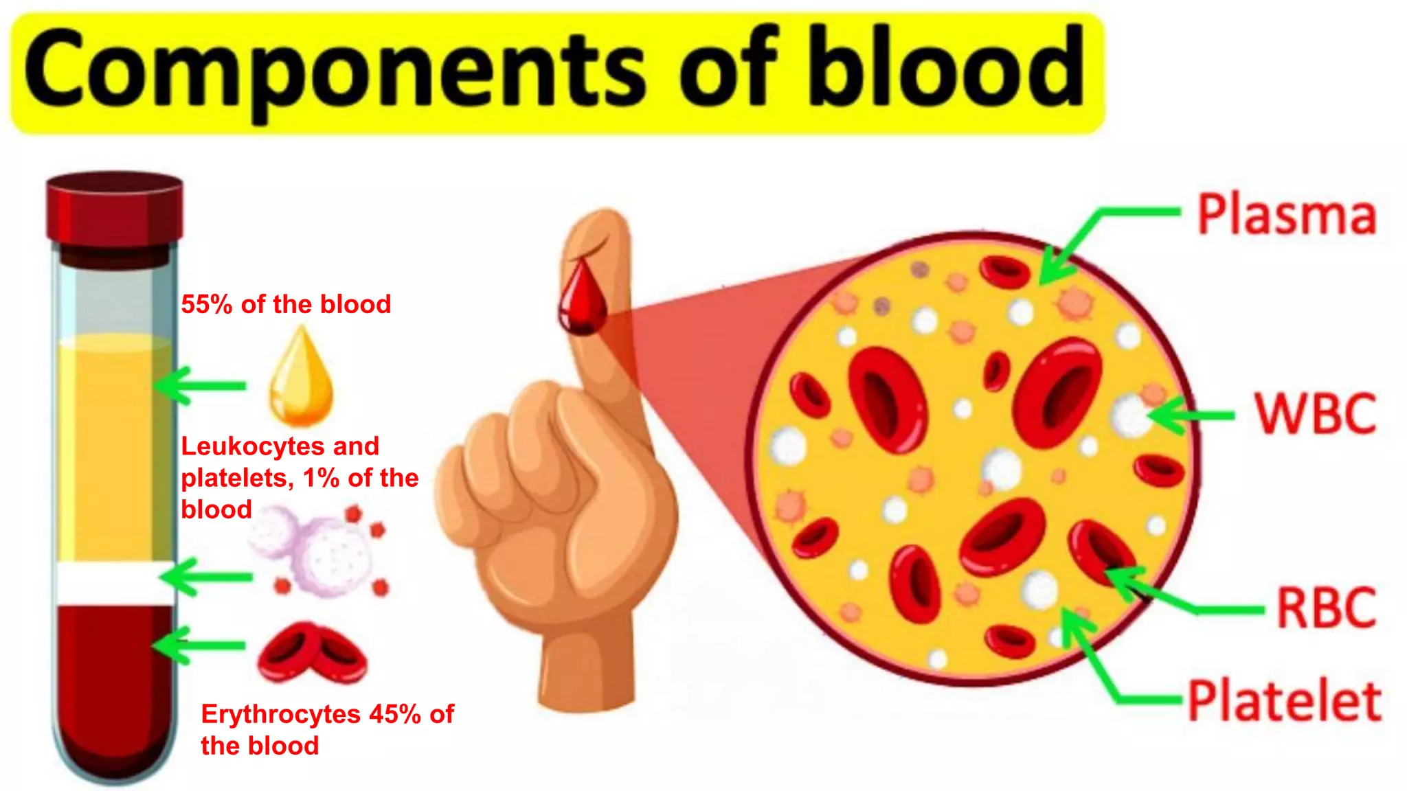 55% of the blood
Leukocytes and
platelets, 1% of the
blood
Erythrocytes 45% of
the blood
 