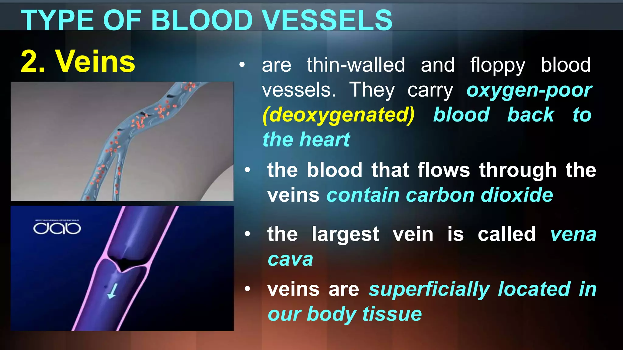 TYPE OF BLOOD VESSELS
2. Veins • are thin-walled and floppy blood
vessels. They carry oxygen-poor
(deoxygenated) blood back to
the heart
• the blood that flows through the
veins contain carbon dioxide
• the largest vein is called vena
cava
• veins are superficially located in
our body tissue
 