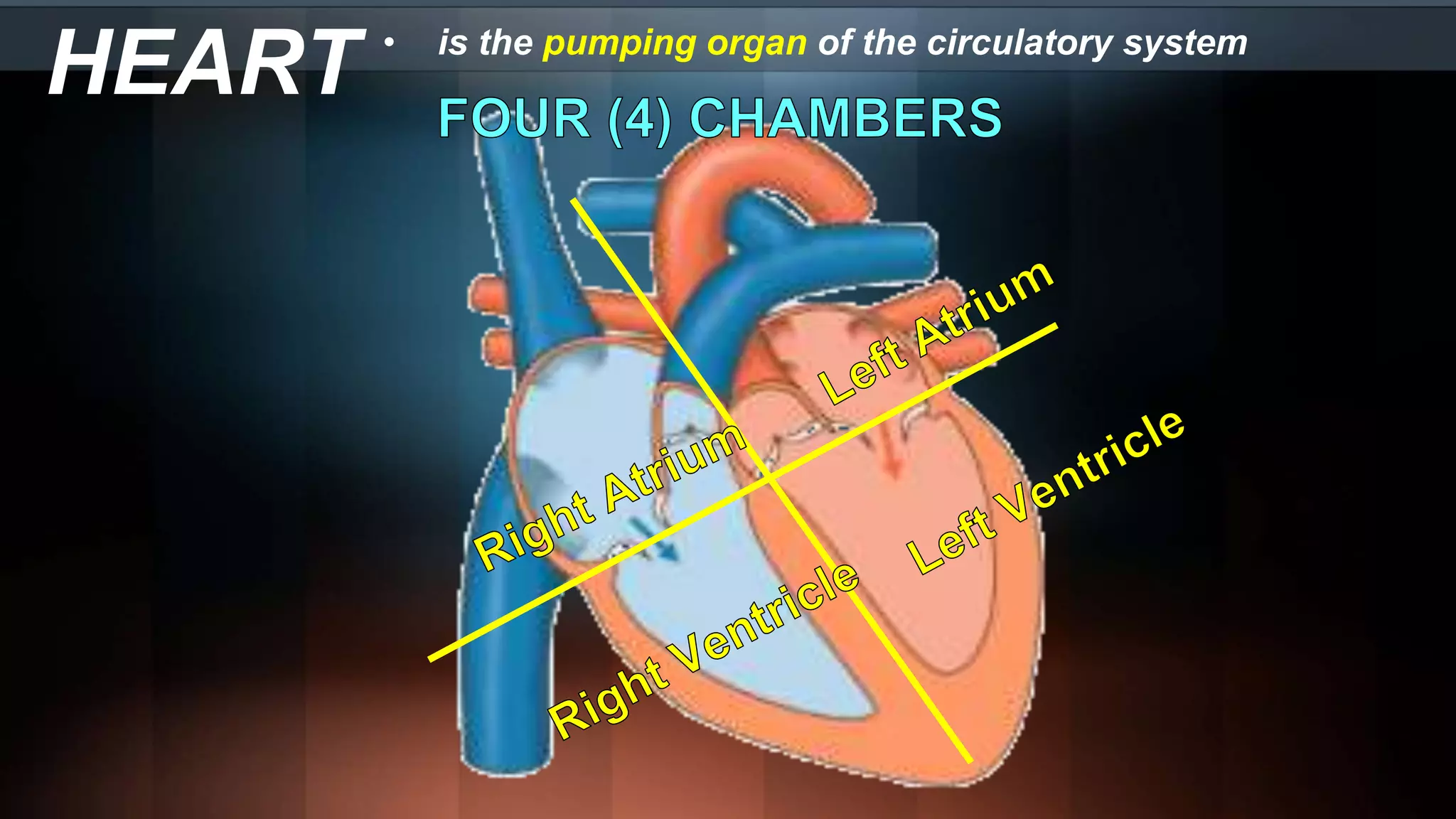 HEART • is the pumping organ of the circulatory system
 
