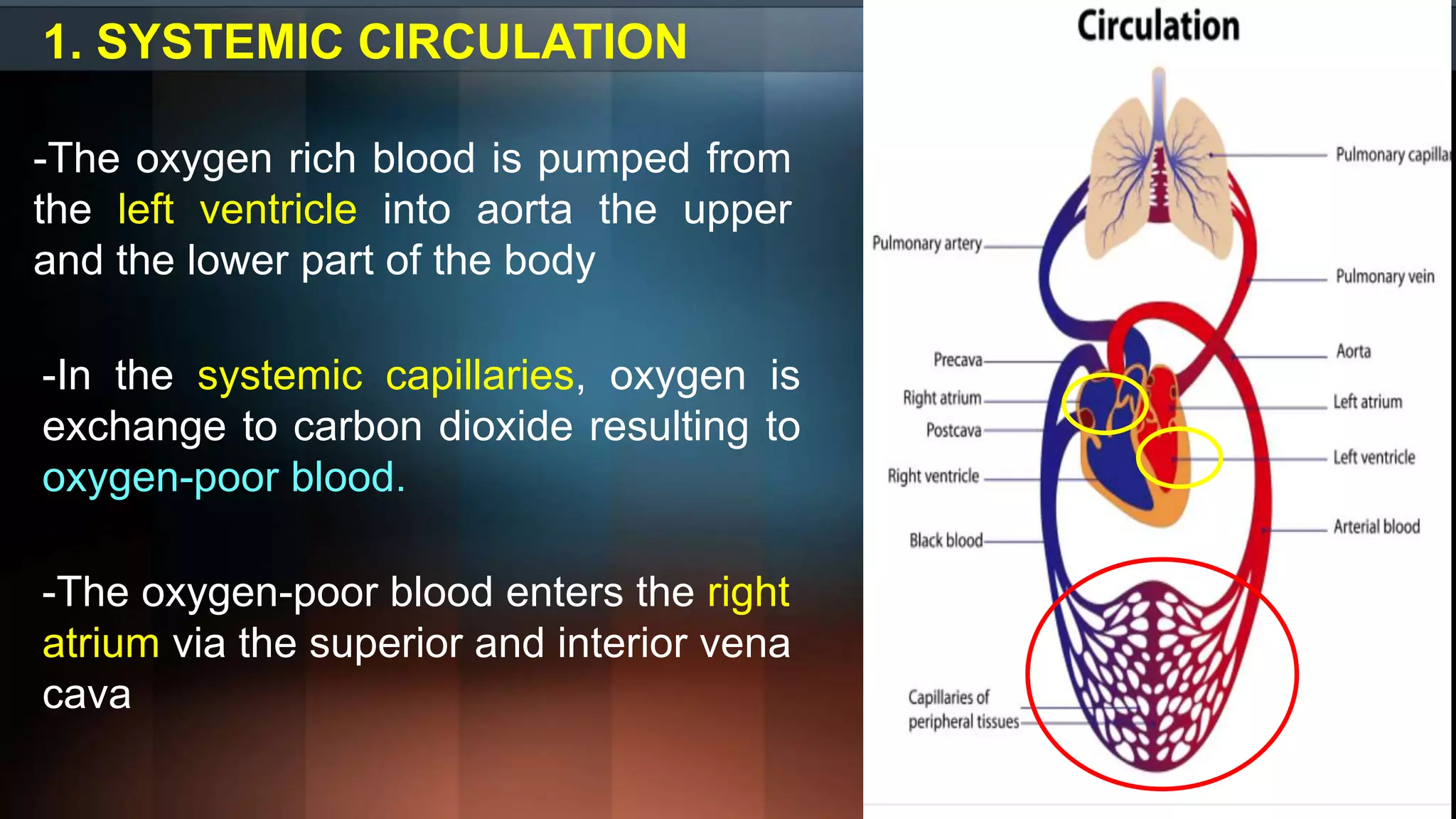 1. SYSTEMIC CIRCULATION
-The oxygen rich blood is pumped from
the left ventricle into aorta the upper
and the lower part of the body
-In the systemic capillaries, oxygen is
exchange to carbon dioxide resulting to
oxygen-poor blood.
-The oxygen-poor blood enters the right
atrium via the superior and interior vena
cava
 