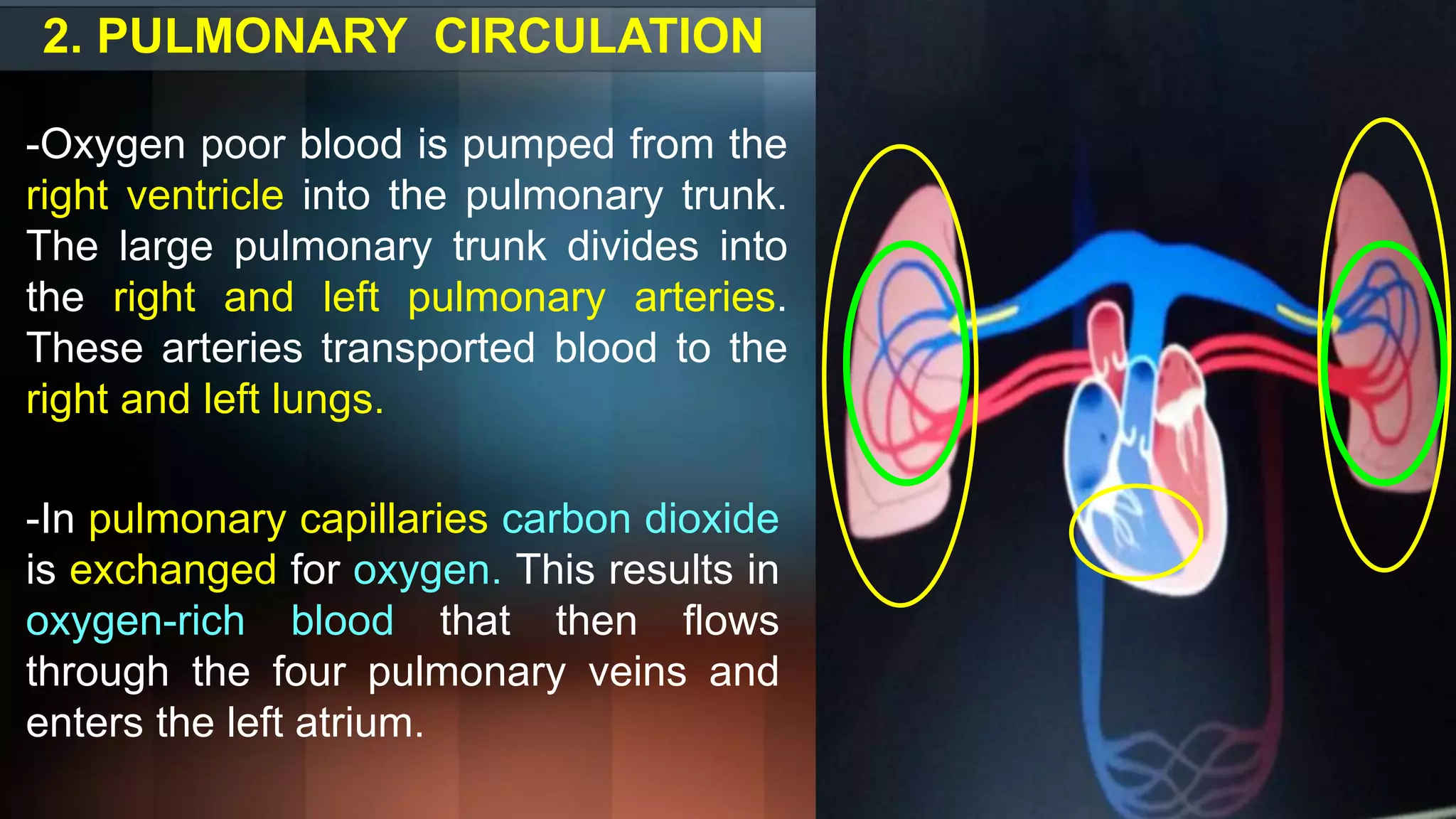 2. PULMONARY CIRCULATION
-Oxygen poor blood is pumped from the
right ventricle into the pulmonary trunk.
The large pulmonary trunk divides into
the right and left pulmonary arteries.
These arteries transported blood to the
right and left lungs.
-In pulmonary capillaries carbon dioxide
is exchanged for oxygen. This results in
oxygen-rich blood that then flows
through the four pulmonary veins and
enters the left atrium.
 