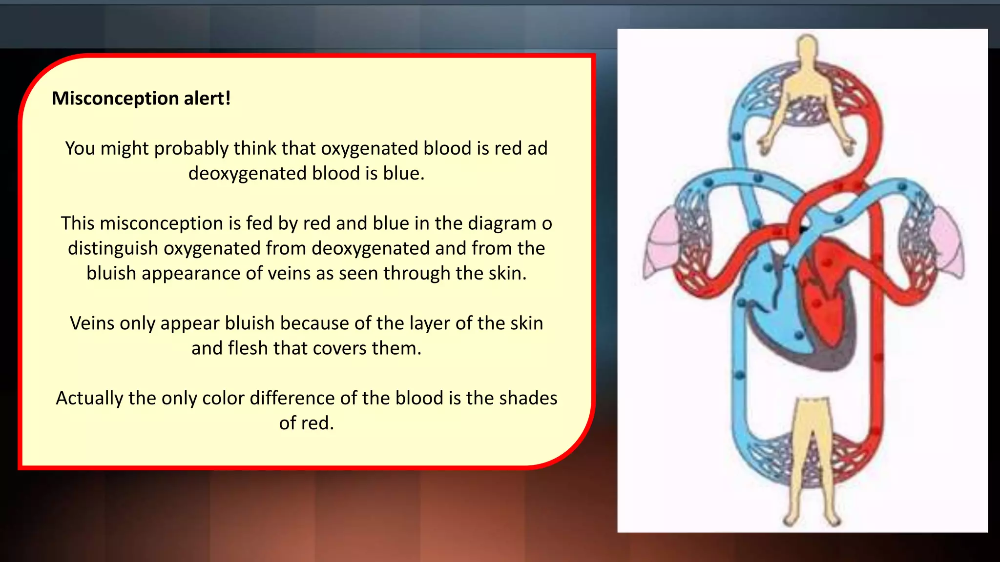 Misconception alert!
You might probably think that oxygenated blood is red ad
deoxygenated blood is blue.
This misconception is fed by red and blue in the diagram o
distinguish oxygenated from deoxygenated and from the
bluish appearance of veins as seen through the skin.
Veins only appear bluish because of the layer of the skin
and flesh that covers them.
Actually the only color difference of the blood is the shades
of red.
 