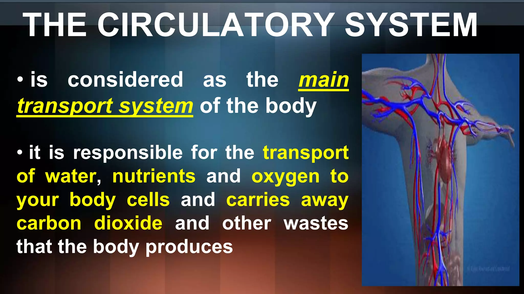 THE CIRCULATORY SYSTEM
• is considered as the main
transport system of the body
• it is responsible for the transport
of water, nutrients and oxygen to
your body cells and carries away
carbon dioxide and other wastes
that the body produces
 