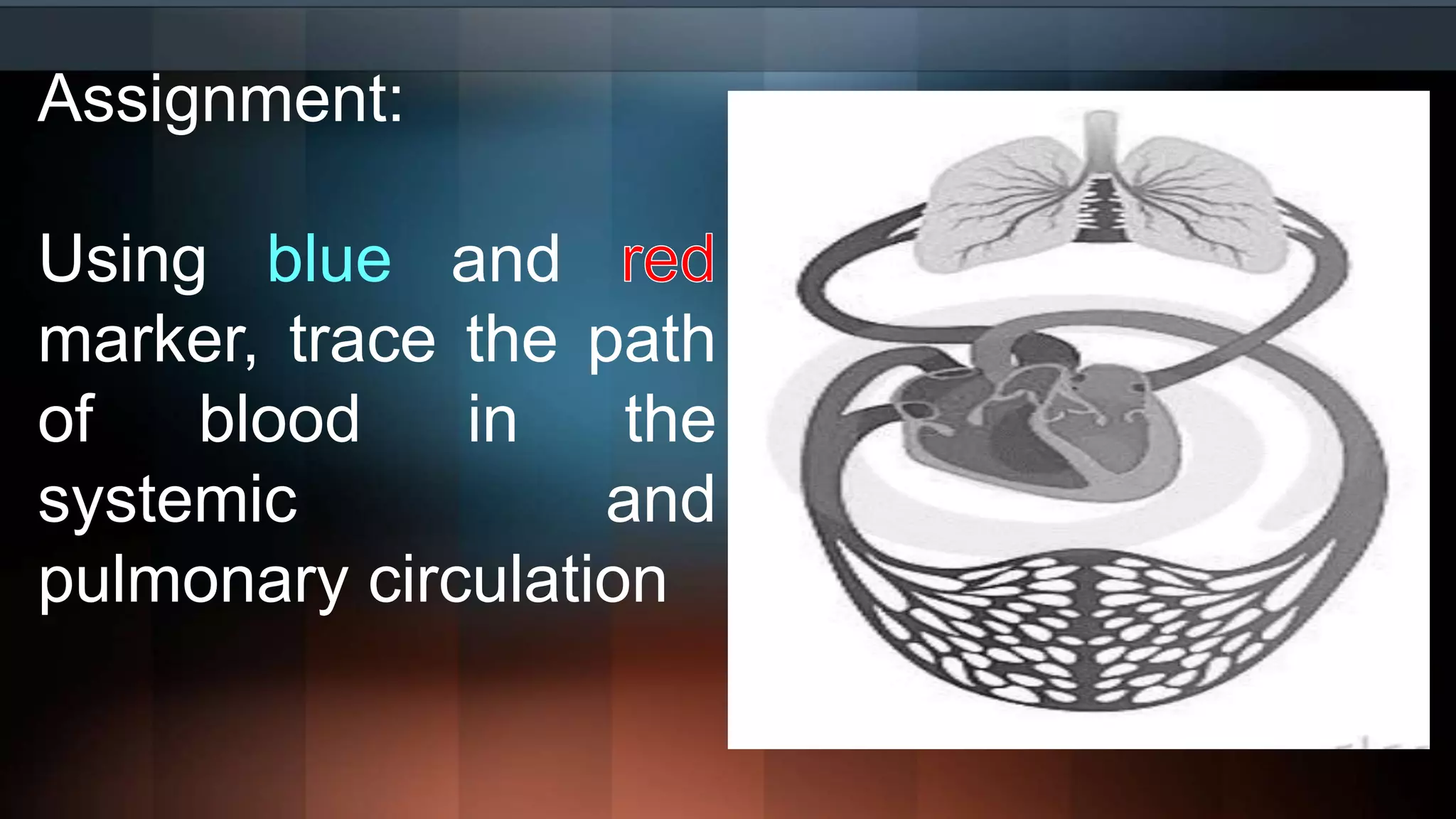 Assignment:
Using blue and
marker, trace the path
of blood in the
systemic and
pulmonary circulation
 