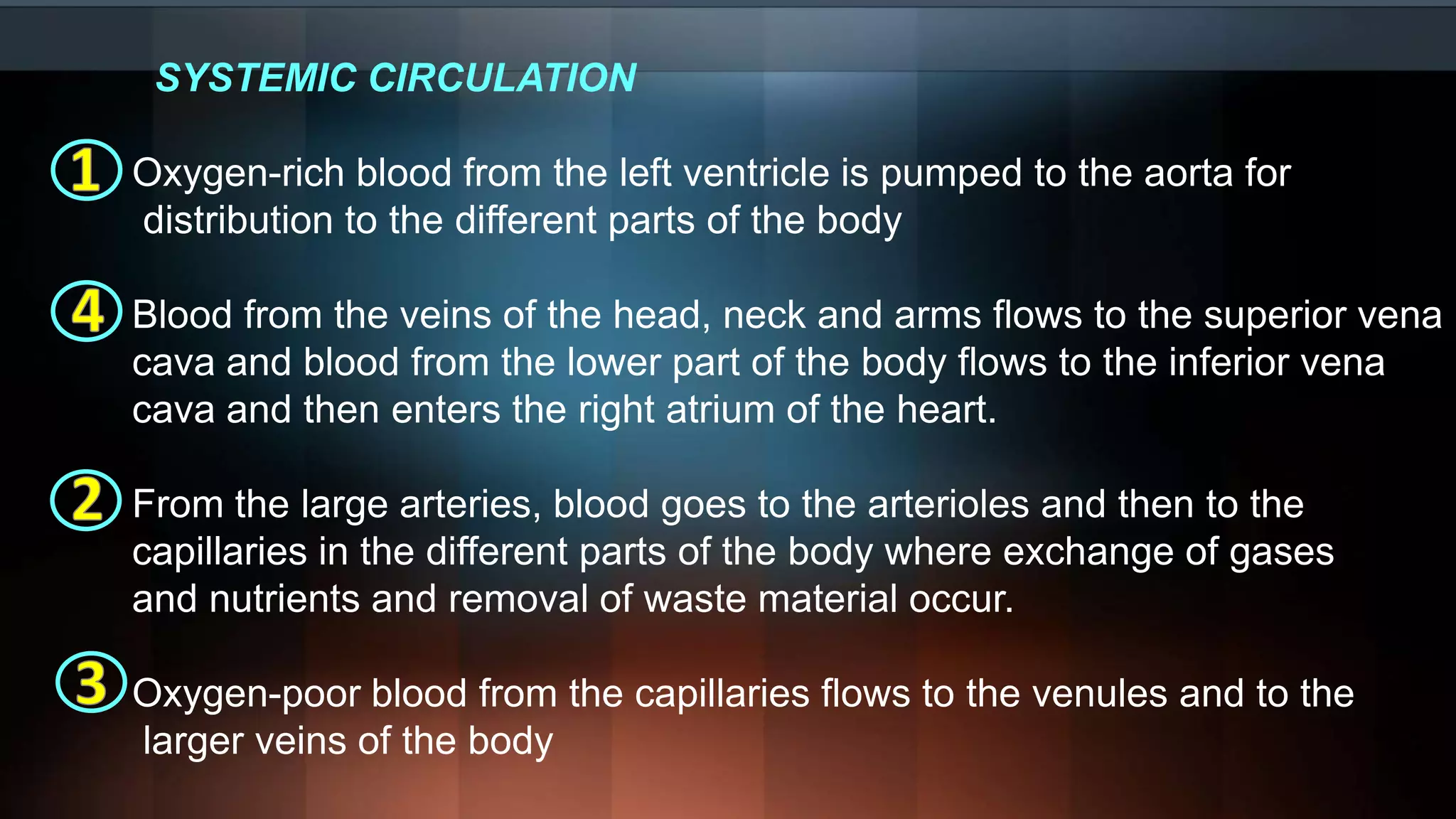 SYSTEMIC CIRCULATION
Oxygen-rich blood from the left ventricle is pumped to the aorta for
distribution to the different parts of the body
Blood from the veins of the head, neck and arms flows to the superior vena
cava and blood from the lower part of the body flows to the inferior vena
cava and then enters the right atrium of the heart.
From the large arteries, blood goes to the arterioles and then to the
capillaries in the different parts of the body where exchange of gases
and nutrients and removal of waste material occur.
Oxygen-poor blood from the capillaries flows to the venules and to the
larger veins of the body
 