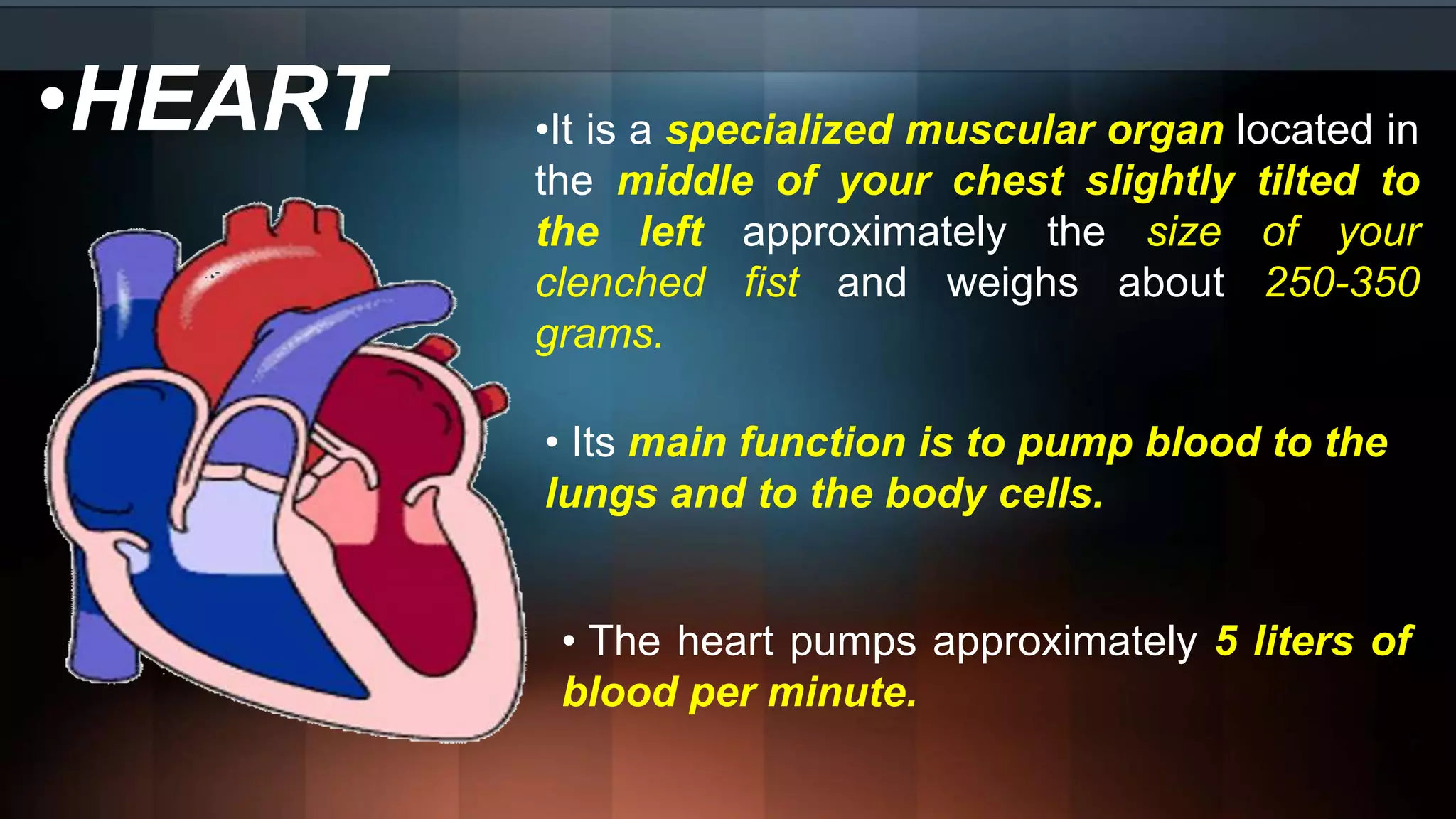 •HEART •It is a specialized muscular organ located in
the middle of your chest slightly tilted to
the left approximately the size of your
clenched fist and weighs about 250-350
grams.
• Its main function is to pump blood to the
lungs and to the body cells.
• The heart pumps approximately 5 liters of
blood per minute.
 