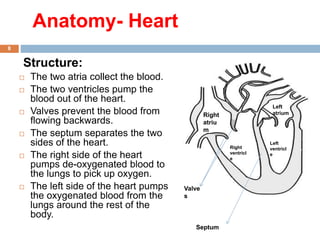 Circulatory System.pptx