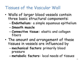 Tissues of the Vascular Wall
• Walls of larger blood vessels contain
three basic structural components:
– Endothelium: a simple squamous epithelium
– Smooth muscle
– Connective tissue: elastic and collagen
fibers
• The amount and arrangement of these
tissues in vessels are influenced by
– mechanical factors: primarily blood
pressure
– metabolic factors: local needs of tissues
18
 