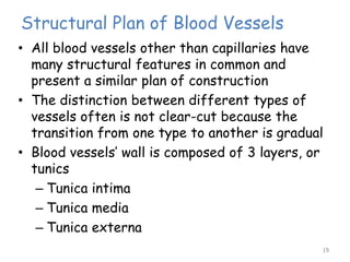 Structural Plan of Blood Vessels
• All blood vessels other than capillaries have
many structural features in common and
present a similar plan of construction
• The distinction between different types of
vessels often is not clear-cut because the
transition from one type to another is gradual
• Blood vessels’ wall is composed of 3 layers, or
tunics
– Tunica intima
– Tunica media
– Tunica externa
19
 