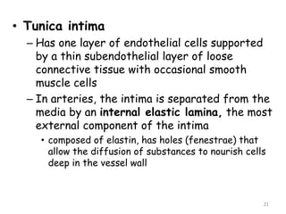 • Tunica intima
– Has one layer of endothelial cells supported
by a thin subendothelial layer of loose
connective tissue with occasional smooth
muscle cells
– In arteries, the intima is separated from the
media by an internal elastic lamina, the most
external component of the intima
• composed of elastin, has holes (fenestrae) that
allow the diffusion of substances to nourish cells
deep in the vessel wall
21
 