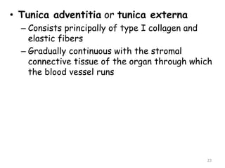 • Tunica adventitia or tunica externa
– Consists principally of type I collagen and
elastic fibers
– Gradually continuous with the stromal
connective tissue of the organ through which
the blood vessel runs
23
 