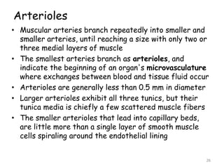 Arterioles
• Muscular arteries branch repeatedly into smaller and
smaller arteries, until reaching a size with only two or
three medial layers of muscle
• The smallest arteries branch as arterioles, and
indicate the beginning of an organ's microvasculature
where exchanges between blood and tissue fluid occur
• Arterioles are generally less than 0.5 mm in diameter
• Larger arterioles exhibit all three tunics, but their
tunica media is chiefly a few scattered muscle fibers
• The smaller arterioles that lead into capillary beds,
are little more than a single layer of smooth muscle
cells spiraling around the endothelial lining
26
 