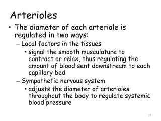 Arterioles
• The diameter of each arteriole is
regulated in two ways:
– Local factors in the tissues
• signal the smooth musculature to
contract or relax, thus regulating the
amount of blood sent downstream to each
capillary bed
– Sympathetic nervous system
• adjusts the diameter of arterioles
throughout the body to regulate systemic
blood pressure
27
 