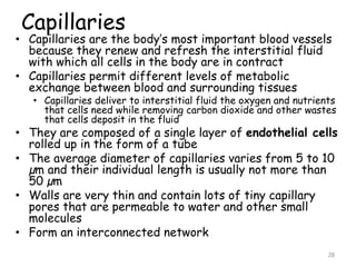 Capillaries
• Capillaries are the body’s most important blood vessels
because they renew and refresh the interstitial fluid
with which all cells in the body are in contract
• Capillaries permit different levels of metabolic
exchange between blood and surrounding tissues
• Capillaries deliver to interstitial fluid the oxygen and nutrients
that cells need while removing carbon dioxide and other wastes
that cells deposit in the fluid
• They are composed of a single layer of endothelial cells
rolled up in the form of a tube
• The average diameter of capillaries varies from 5 to 10
µm and their individual length is usually not more than
50 µm
• Walls are very thin and contain lots of tiny capillary
pores that are permeable to water and other small
molecules
• Form an interconnected network
28
 
