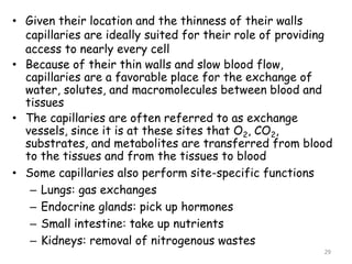 • Given their location and the thinness of their walls
capillaries are ideally suited for their role of providing
access to nearly every cell
• Because of their thin walls and slow blood flow,
capillaries are a favorable place for the exchange of
water, solutes, and macromolecules between blood and
tissues
• The capillaries are often referred to as exchange
vessels, since it is at these sites that O2, CO2,
substrates, and metabolites are transferred from blood
to the tissues and from the tissues to blood
• Some capillaries also perform site-specific functions
– Lungs: gas exchanges
– Endocrine glands: pick up hormones
– Small intestine: take up nutrients
– Kidneys: removal of nitrogenous wastes
29
 