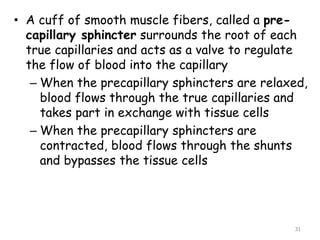 • A cuff of smooth muscle fibers, called a pre-
capillary sphincter surrounds the root of each
true capillaries and acts as a valve to regulate
the flow of blood into the capillary
– When the precapillary sphincters are relaxed,
blood flows through the true capillaries and
takes part in exchange with tissue cells
– When the precapillary sphincters are
contracted, blood flows through the shunts
and bypasses the tissue cells
31
 