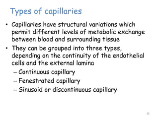Types of capillaries
35
• Capillaries have structural variations which
permit different levels of metabolic exchange
between blood and surrounding tissue
• They can be grouped into three types,
depending on the continuity of the endothelial
cells and the external lamina
– Continuous capillary
– Fenestrated capillary
– Sinusoid or discontinuous capillary
 