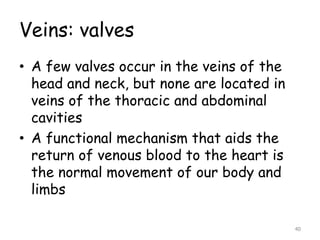 Veins: valves
• A few valves occur in the veins of the
head and neck, but none are located in
veins of the thoracic and abdominal
cavities
• A functional mechanism that aids the
return of venous blood to the heart is
the normal movement of our body and
limbs
40
 