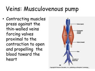 Veins: Musculovenous pump
• Contracting muscles
press against the
thin-walled veins
forcing valves
proximal to the
contraction to open
and propelling the
blood toward the
heart
41
 
