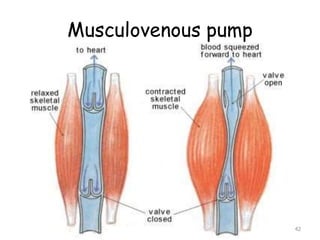 Musculovenous pump
42
 