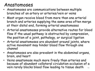 Anastomoses
• Anastomoses are communications between multiple
branches of an artery or arteries/vein or veins
• Most organ receive blood from more than one arterial
branch and arteries supplying the same area often merge
at their distal end, forming arterial anastomoses
• Arterial anastomoses provide alternative routes for blood
flow if the usual pathway is obstructed by compression,
the position of a joint, pathology, or surgical ligation
• Arterial anastomoses are abundant around joints, where
active movement may hinder blood flow through one
channel
• Anastomoses are also prevalent in the abdominal organs,
brain, and heart
• Veins anastomose much more freely than arteries and
because of abundant collateral circulation occlusion of a
vein rarely blocks blood flow leading to tissue death 43
 