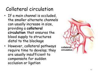 Collateral circulation
• If a main channel is occluded,
the smaller alternate channels
can usually increase in size,
providing a collateral
circulation that ensures the
blood supply to structures
distal to the blockage
• However, collateral pathways
require time to develop; they
are usually insufficient to
compensate for sudden
occlusion or ligation
44
 