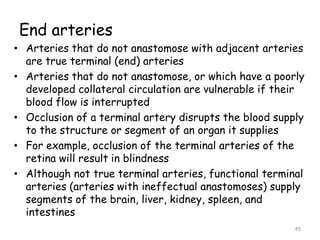 End arteries
• Arteries that do not anastomose with adjacent arteries
are true terminal (end) arteries
• Arteries that do not anastomose, or which have a poorly
developed collateral circulation are vulnerable if their
blood flow is interrupted
• Occlusion of a terminal artery disrupts the blood supply
to the structure or segment of an organ it supplies
• For example, occlusion of the terminal arteries of the
retina will result in blindness
• Although not true terminal arteries, functional terminal
arteries (arteries with ineffectual anastomoses) supply
segments of the brain, liver, kidney, spleen, and
intestines
45
 