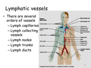 Lymphatic vessels
• There are several
orders of vessels
– Lymph capillaries
– Lymph collecting
vessels
– Lymph nodes
– Lymph trunks
– Lymph ducts
53
 