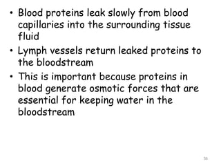 • Blood proteins leak slowly from blood
capillaries into the surrounding tissue
fluid
• Lymph vessels return leaked proteins to
the bloodstream
• This is important because proteins in
blood generate osmotic forces that are
essential for keeping water in the
bloodstream
56
 