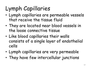 Lymph Capillaries
• Lymph capillaries are permeable vessels
that receive the tissue fluid
• They are located near blood vessels in
the loose connective tissue
• Like blood capillaries their walls
consists of a single layer of endothelial
cells
• Lymph capillaries are very permeable
• They have few intercellular junctions
57
 