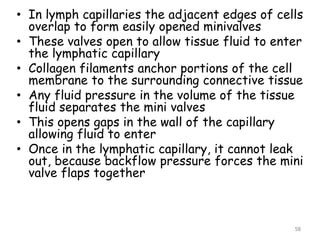 • In lymph capillaries the adjacent edges of cells
overlap to form easily opened minivalves
• These valves open to allow tissue fluid to enter
the lymphatic capillary
• Collagen filaments anchor portions of the cell
membrane to the surrounding connective tissue
• Any fluid pressure in the volume of the tissue
fluid separates the mini valves
• This opens gaps in the wall of the capillary
allowing fluid to enter
• Once in the lymphatic capillary, it cannot leak
out, because backflow pressure forces the mini
valve flaps together
58
 