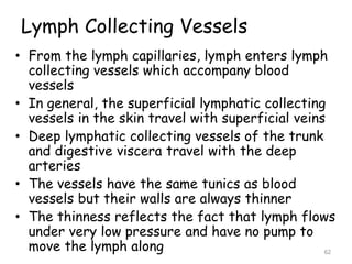 Lymph Collecting Vessels
• From the lymph capillaries, lymph enters lymph
collecting vessels which accompany blood
vessels
• In general, the superficial lymphatic collecting
vessels in the skin travel with superficial veins
• Deep lymphatic collecting vessels of the trunk
and digestive viscera travel with the deep
arteries
• The vessels have the same tunics as blood
vessels but their walls are always thinner
• The thinness reflects the fact that lymph flows
under very low pressure and have no pump to
move the lymph along 62
 