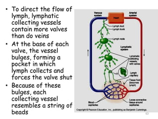 • To direct the flow of
lymph, lymphatic
collecting vessels
contain more valves
than do veins
• At the base of each
valve, the vessel
bulges, forming a
pocket in which
lymph collects and
forces the valve shut
• Because of these
bulges, each
collecting vessel
resembles a string of
beads 63
 