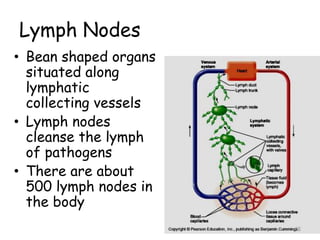 Lymph Nodes
• Bean shaped organs
situated along
lymphatic
collecting vessels
• Lymph nodes
cleanse the lymph
of pathogens
• There are about
500 lymph nodes in
the body
65
 