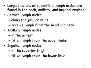• Large clusters of superficial lymph nodes are
found in the neck, axillary, and inguinal regions
• Cervical lymph nodes
– along the jugular veins
– receive lymph from the head and neck
• Axillary lymph nodes
– in the armpit
– filter lymph from the upper limbs
• Inguinal lymph nodes
– in the superior thigh
– filter lymph from the lower limb
66
 