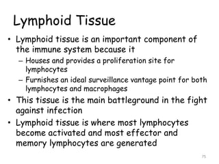 Lymphoid Tissue
• Lymphoid tissue is an important component of
the immune system because it
– Houses and provides a proliferation site for
lymphocytes
– Furnishes an ideal surveillance vantage point for both
lymphocytes and macrophages
• This tissue is the main battleground in the fight
against infection
• Lymphoid tissue is where most lymphocytes
become activated and most effector and
memory lymphocytes are generated
75
 