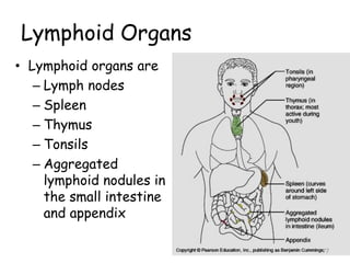 Lymphoid Organs
• Lymphoid organs are
– Lymph nodes
– Spleen
– Thymus
– Tonsils
– Aggregated
lymphoid nodules in
the small intestine
and appendix
77
 