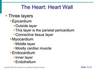 The Heart: Heart Wall
Slide 11.4
Copyright © 2003 Pearson Education, Inc. publishing as Benjamin Cummings
∙ Three layers
∙Epicardium
∙Outside layer
∙This layer is the parietal pericardium
∙Connective tissue layer
∙Myocardium
∙Middle layer
∙Mostly cardiac muscle
∙Endocardium
∙Inner layer
∙Endothelium
 