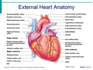 External Heart Anatomy
Slide 11.5
Copyright © 2003 Pearson Education, Inc. publishing as Benjamin Cummings Figure 11.2a
 