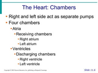 The Heart: Chambers
Slide 11.6
Copyright © 2003 Pearson Education, Inc. publishing as Benjamin Cummings
∙ Right and left side act as separate pumps
∙ Four chambers
∙Atria
∙Receiving chambers
∙Right atrium
∙Left atrium
∙Ventricles
∙Discharging chambers
∙Right ventricle
∙Left ventricle
 