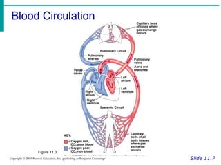 Blood Circulation
Slide 11.7
Copyright © 2003 Pearson Education, Inc. publishing as Benjamin Cummings
Figure 11.3
 