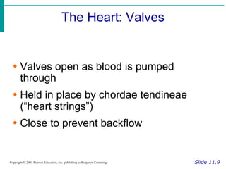 The Heart: Valves
Slide 11.9
Copyright © 2003 Pearson Education, Inc. publishing as Benjamin Cummings
∙ Valves open as blood is pumped
through
∙ Held in place by chordae tendineae
(“heart strings”)
∙ Close to prevent backflow
 